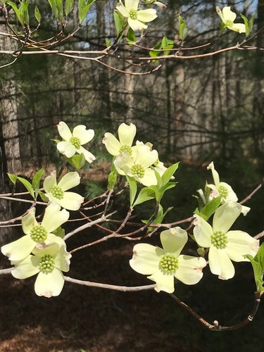 Amerikaanse bloemkornoelje — Bild 4