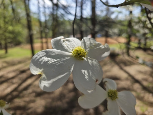 Amerikaanse bloemkornoelje — Bild 2