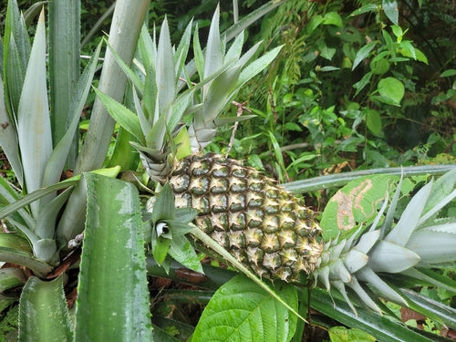 ananas — foto 4 van 11