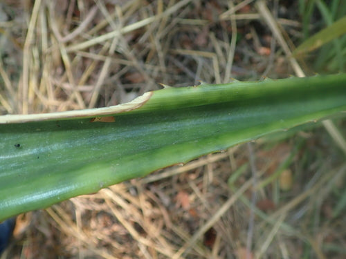 ananas — Bild 3