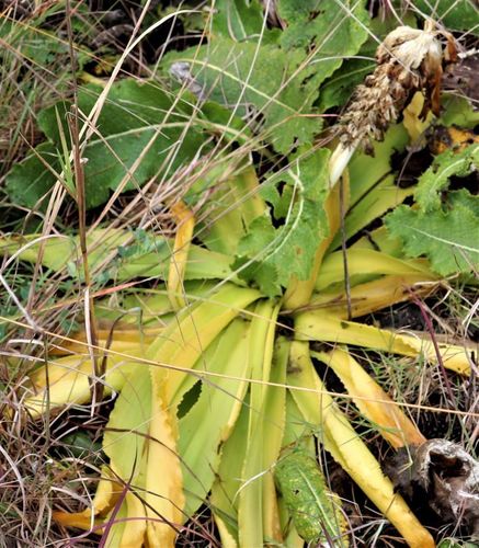 Ananas bloem — Bild 3
