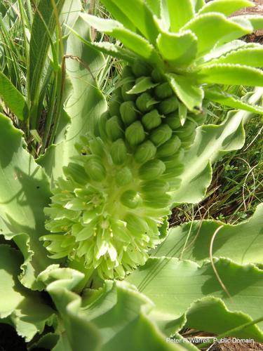Ananas bloem — Bild 1