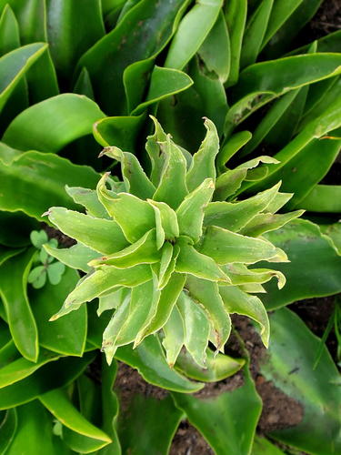 Ananas bloem — Bild 5