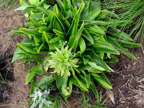 Ananas bloem — Bild 4