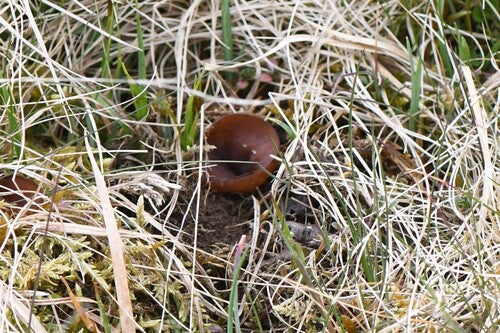 Anemoon kopje — foto 5 van 11
