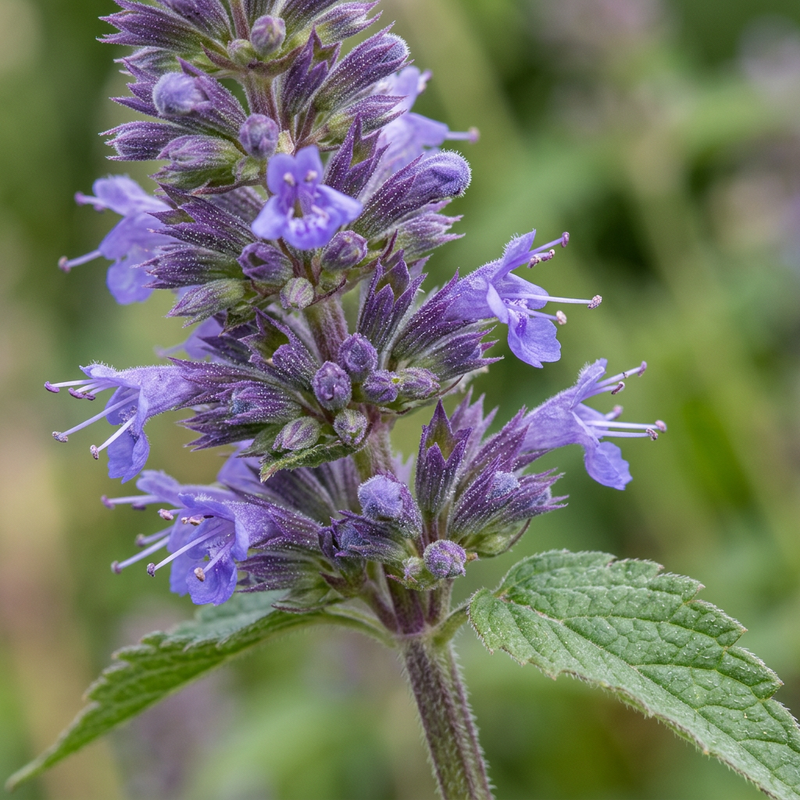 Anis-Duftnessel (Agastache foeniculum), AI-illustratie
