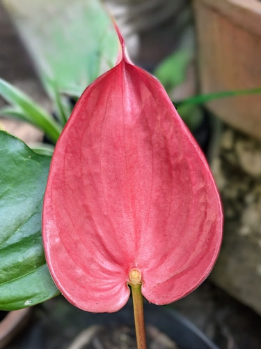 Anthurium — Bild 2