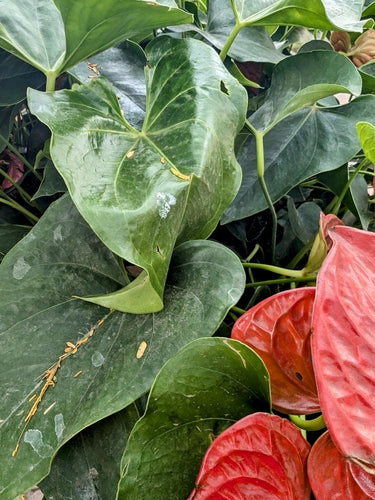 Anthurium — Bild 5