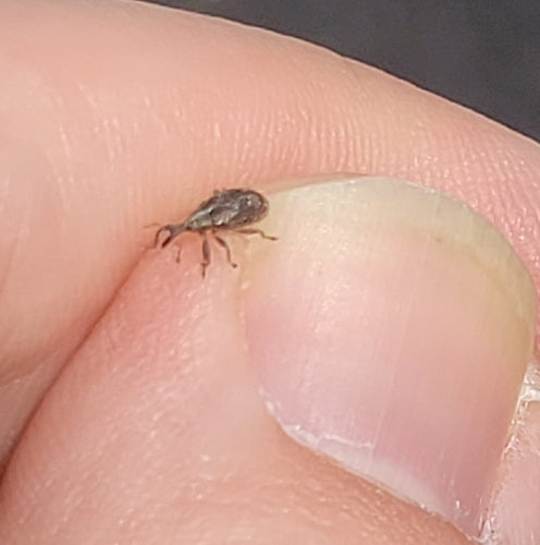 Appelbloesemsnijder — Bild 3