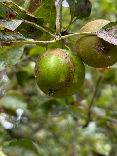 Appelbladwesp — Bild 2