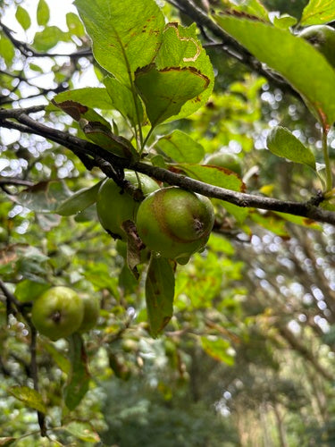 Appelbladwesp — Bild 1