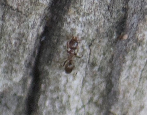 Argentijnse mier — Bild 3