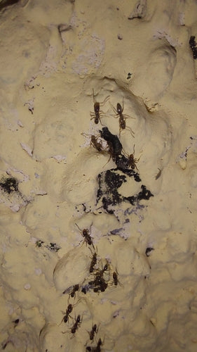 Argentijnse mier — Bild 5