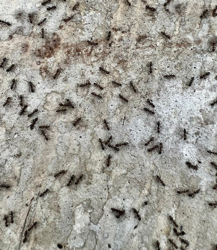 Argentinische Ameise - Bild 5