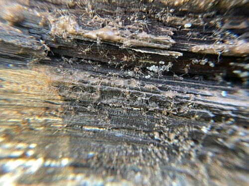 Argentinische Ameise - Bild 8