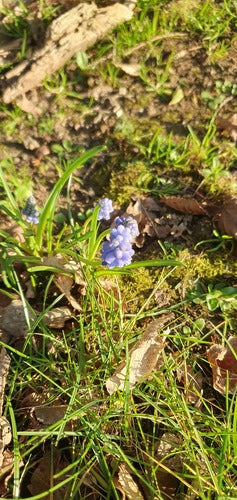 Armeense druivenhyacint — Bild 4