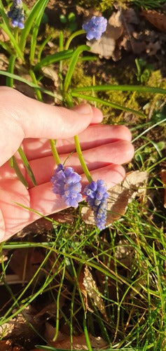 Armeense druivenhyacint — Bild 3