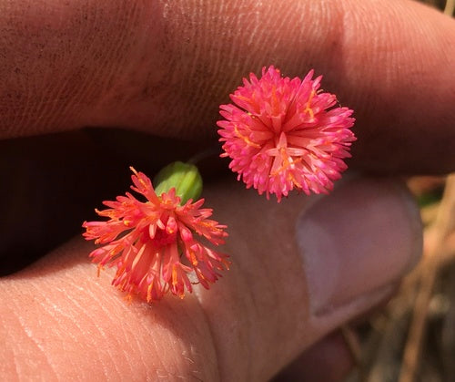 arnica — Bild 4