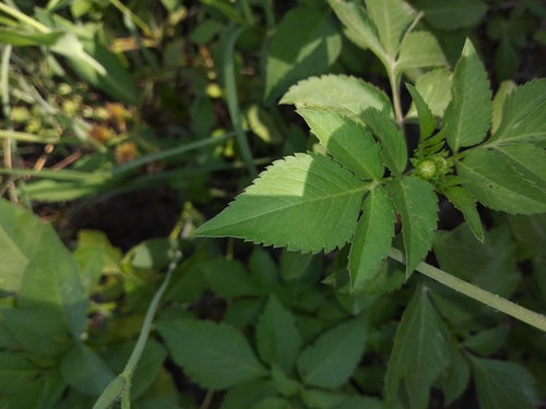 arnica — Bild 1