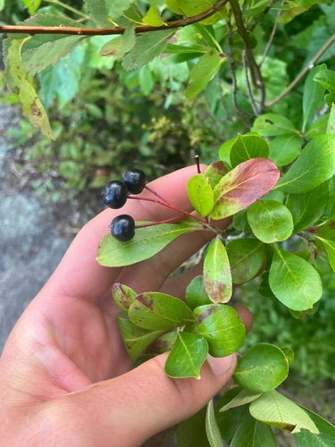 Aronia — Bild 1