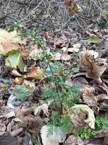 Artemisia Annua — Bild 5