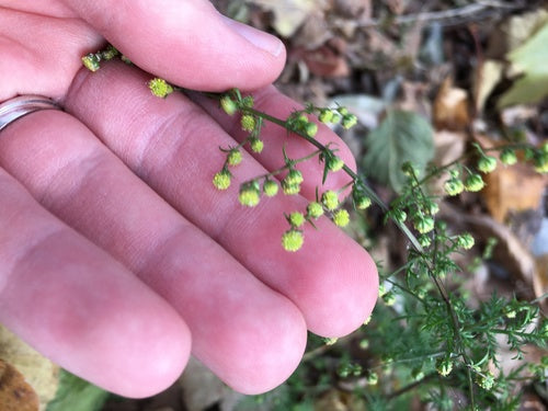 Artemisia Annua — Bild 4