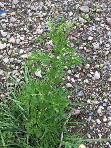 Artemisia Annua — foto 2 van 9