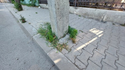 Artemisia Annua — foto 5 van 9