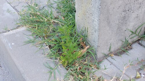 Artemisia Annua — foto 4 van 9