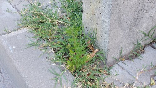 Artemisia Annua — foto 3 van 9