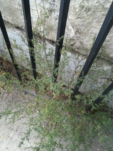 Artemisia Annua — Bild 2