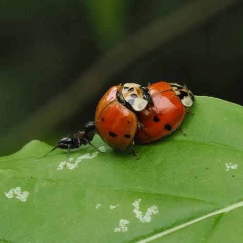 Aziatisch lieveheersbeestje — Bild 3