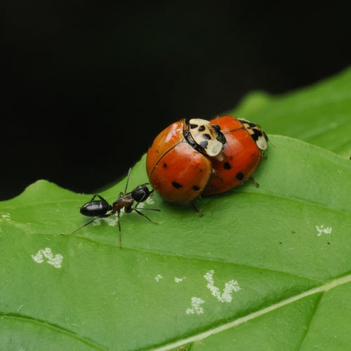 Aziatisch lieveheersbeestje — Bild 5