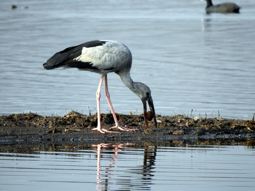 Aziatische gapbill — foto 5 van 8