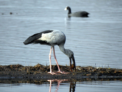 Aziatische gapbill — foto 4 van 8