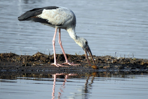 Aziatische gapbill — foto 3 van 8