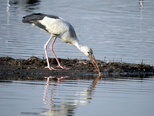 Aziatische gapbill — foto 2 van 8