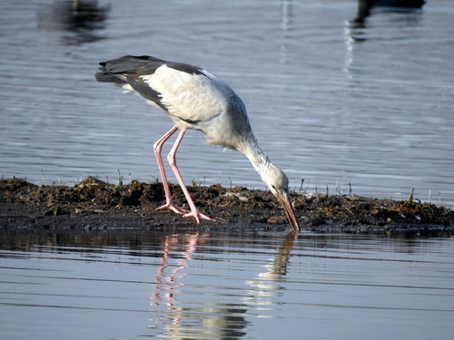 Aziatische gapbill — foto 1 van 8