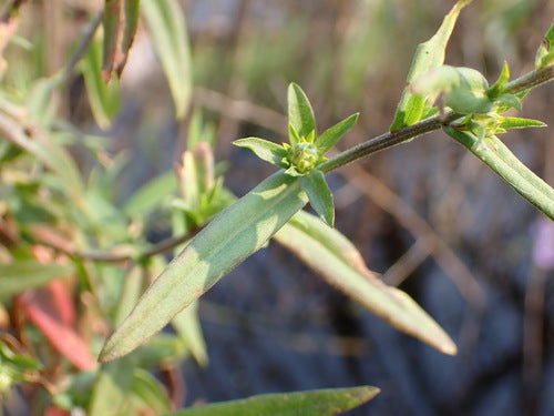 Asters — Bild 1