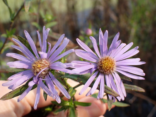 Asters — Bild 2