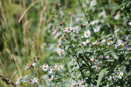 Asters — Bild 5