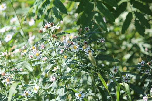 Asters — Bild 4