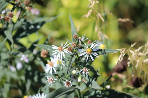 Asters — Bild 3