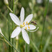 Blüte von Astlose Graslilie (Anthericum liliago) in Nahaufnahme (KI-generiert)