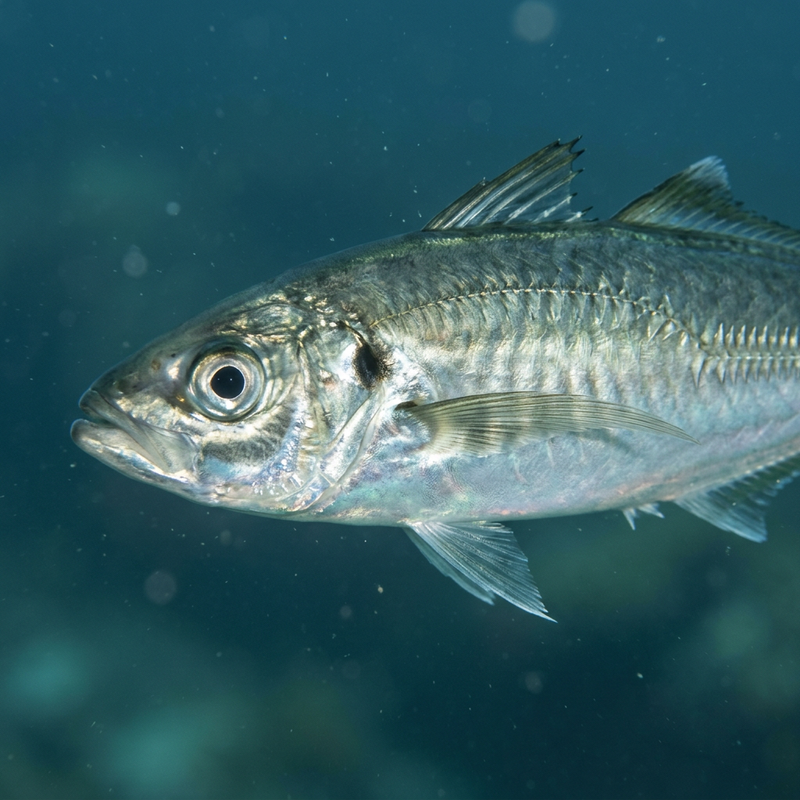 Atlantische trevally (Trachurus trachurus), AI-illustratie