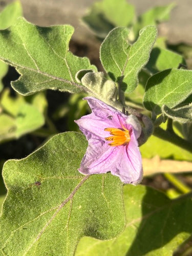 aubergine — Bild 3