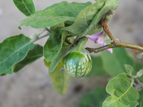 aubergine — Bild 4