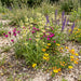 Aufrechter Ziest (Stachys recta) in Blüte im naturnahen Garten (KI-generiert)