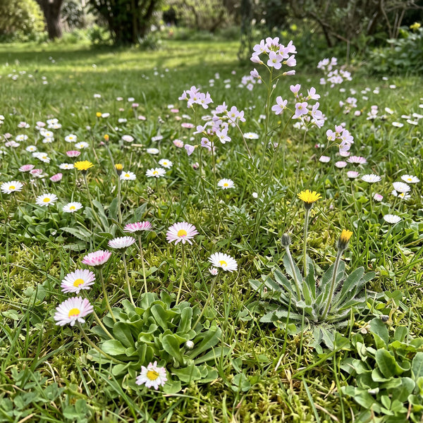 Ausdauerndes Gänseblümchen (Bellis perennis) in Blüte im naturnahen Garten (KI-generiert)