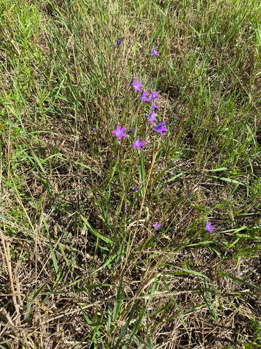 Klokje verspreiden — foto 5 van 11